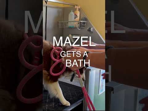 All Natural Dog Shampoo Bar with Wrist Loop Em'z Blendz Soap Co.