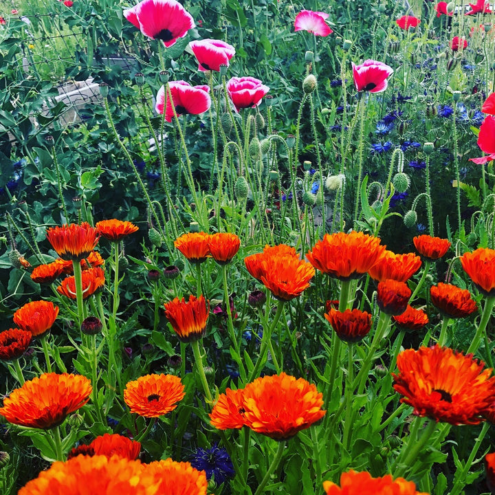 Skin Food Remedy | Chamomile Calendula Em'z Blendz Soap Co.