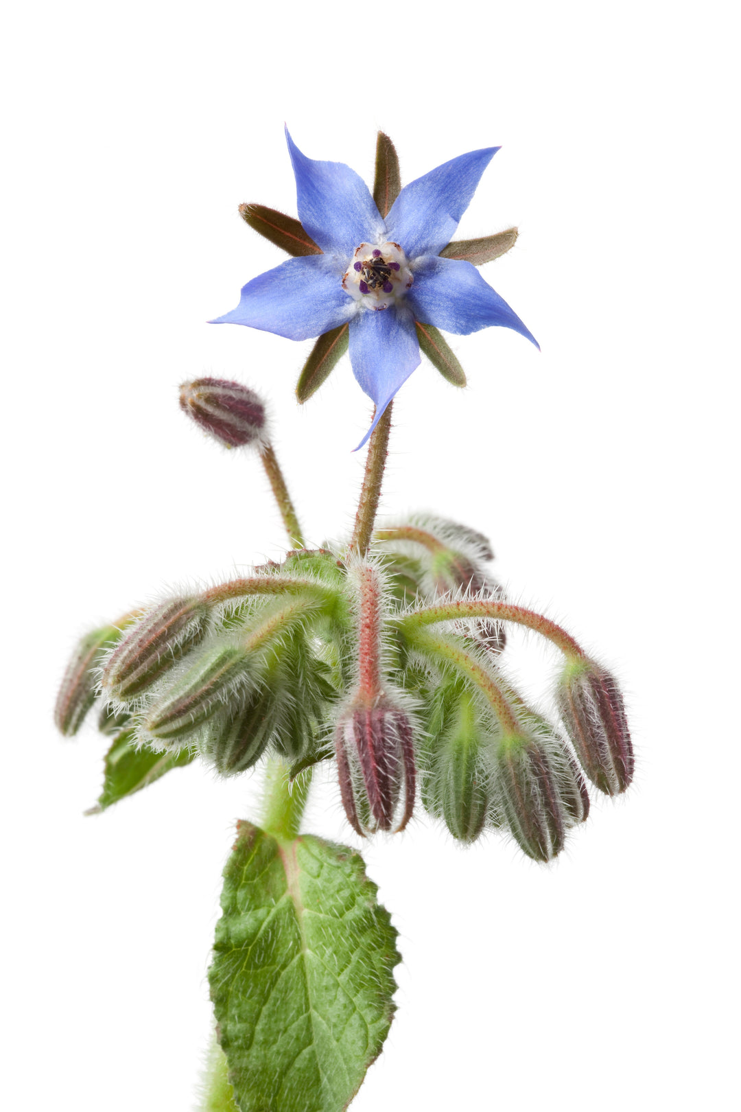 Organic Borage Seed Oil