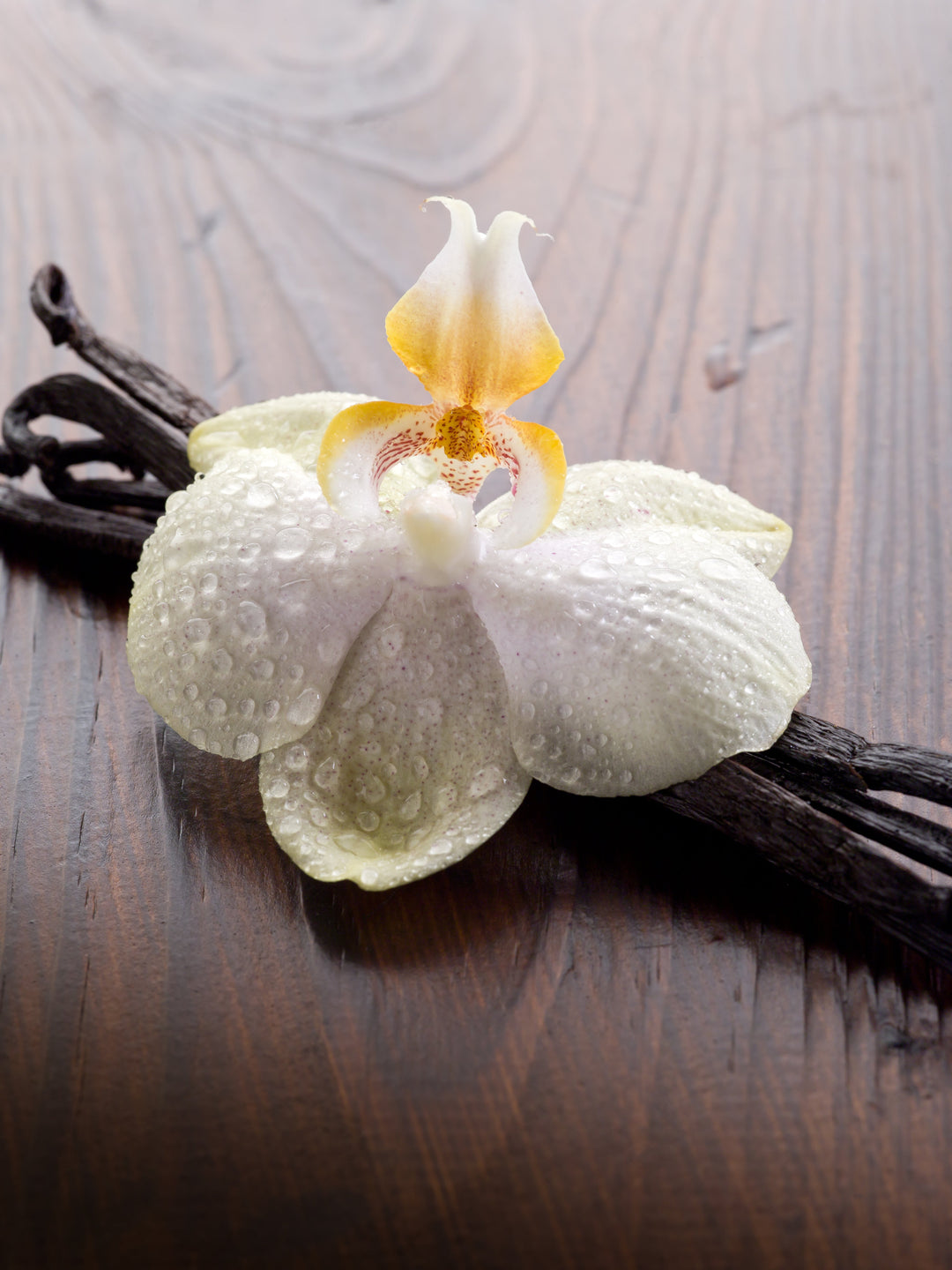 Vanilla and Orchid