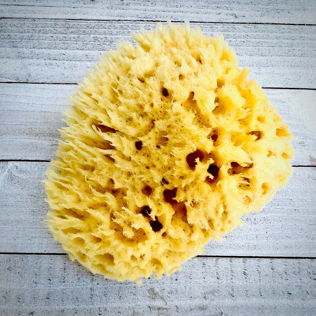 The Natural Wool Sea Sponge 11-12 - Acme Sponge Company